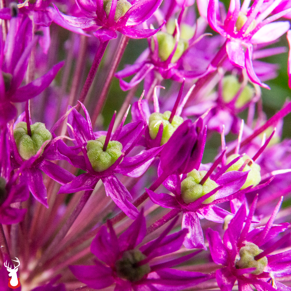 Our Favorite Spring Blooming Perennials: Alliums