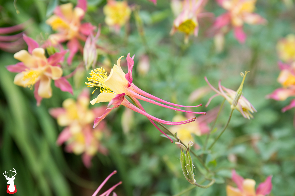 Our Favorite Spring Blooming Perennials: Columbines