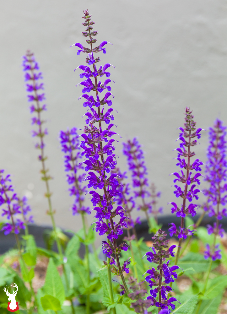 Our Favorite Spring Blooming Perennials: Salvia