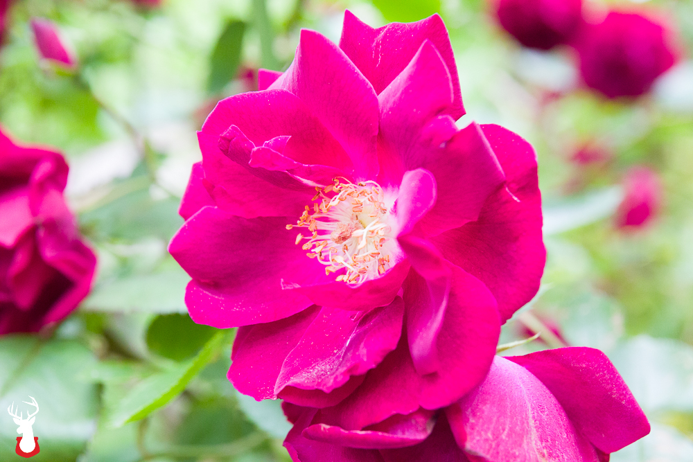Our Favorite Spring Blooming Perennials: Knockout Roses
